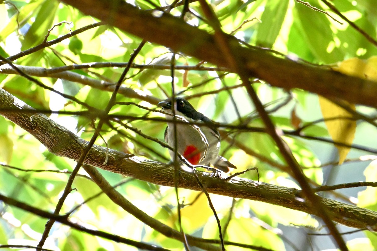 Red-keeled Flowerpecker - ML614689099