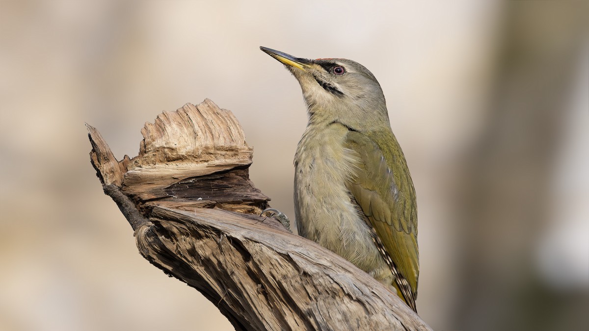 Gray-headed Woodpecker - SONER SABIRLI