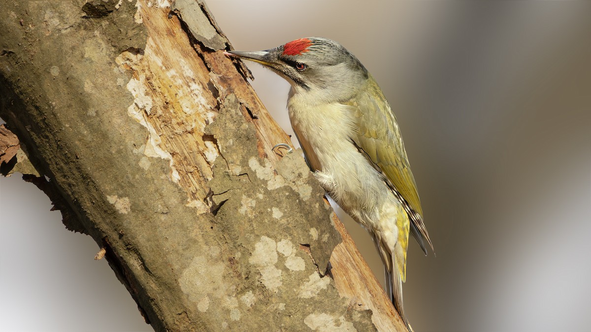 Gray-headed Woodpecker - SONER SABIRLI