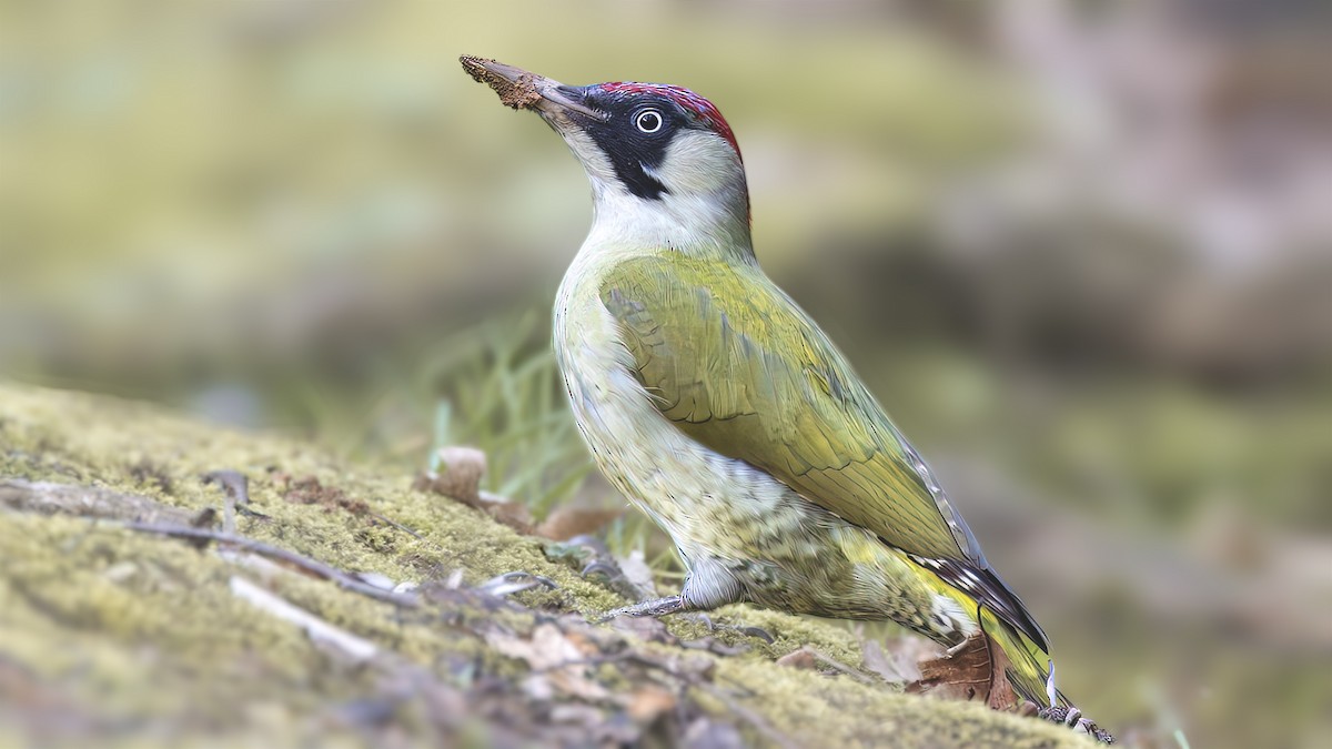 Eurasian Green Woodpecker - SONER SABIRLI