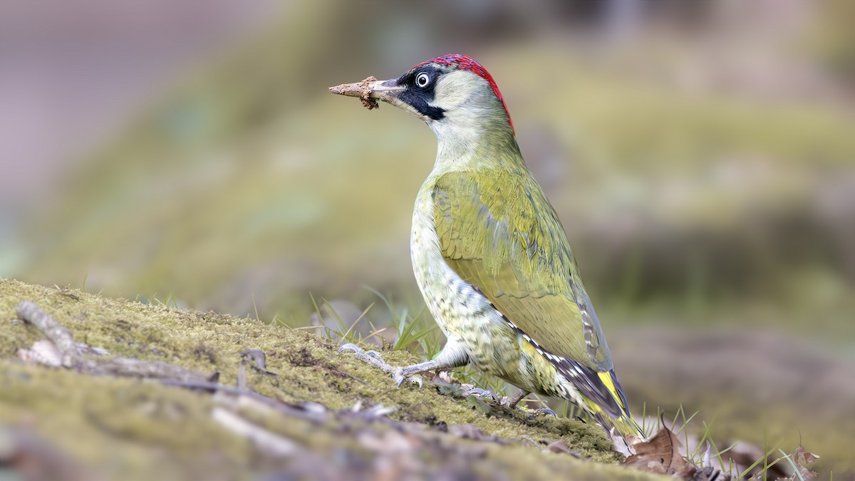 Eurasian Green Woodpecker - ML614689209