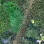 Green Broadbill - ML614690048