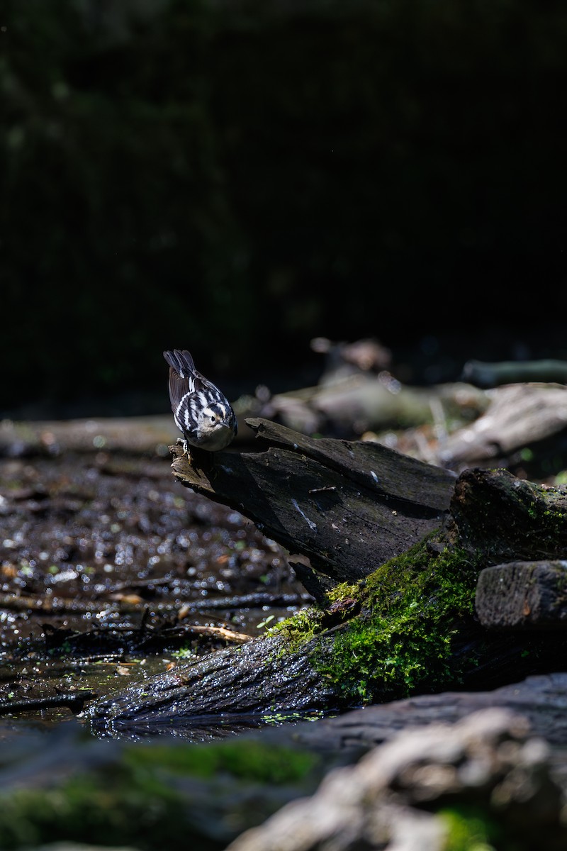 Black-and-white Warbler - Chris Kennelly