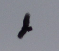 Turkey Vulture - ML614690097