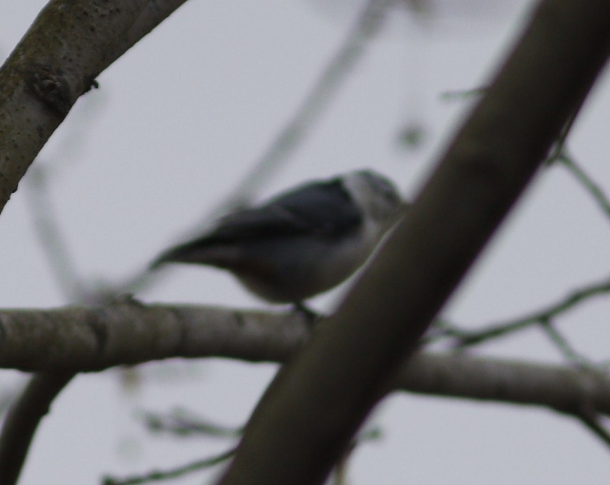 White-breasted Nuthatch - ML614690133