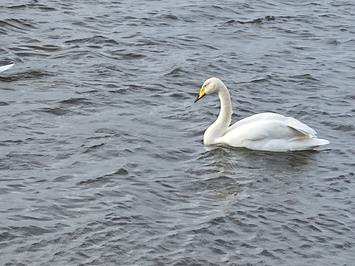 Whooper Swan - ML614690143