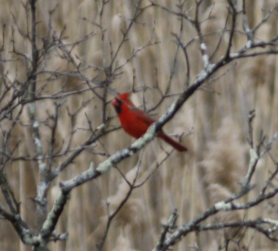 Cardinal rouge - ML614690149