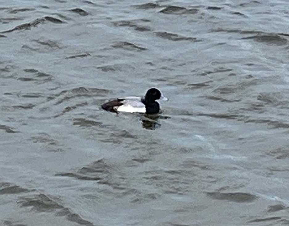Greater Scaup - ML614690175