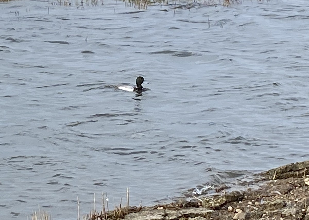 Greater Scaup - ML614690176