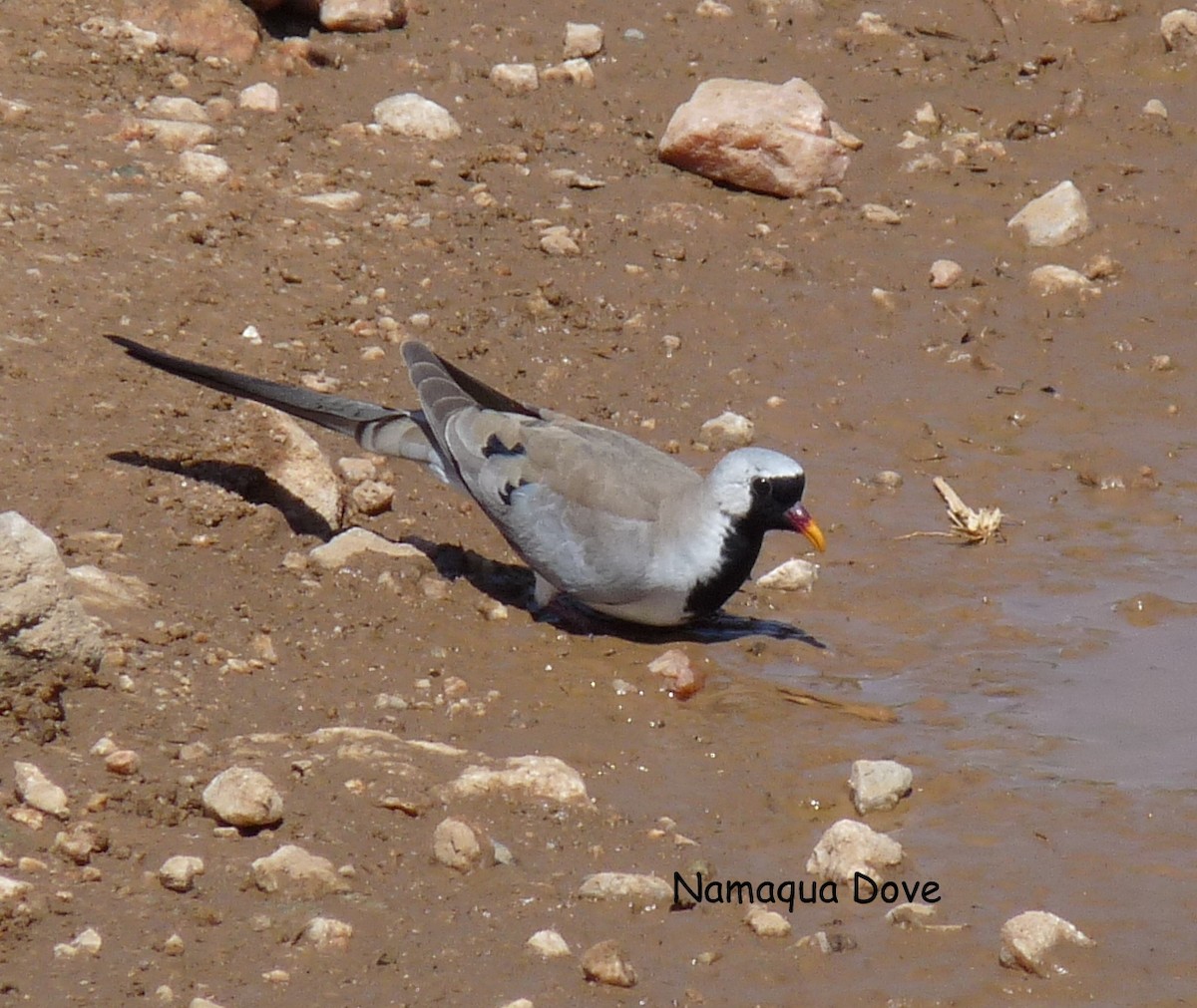 Namaqua Dove - ML614690245