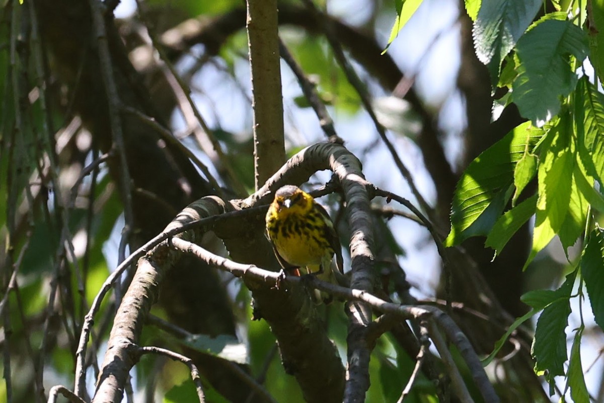 Cape May Warbler - ML614690314
