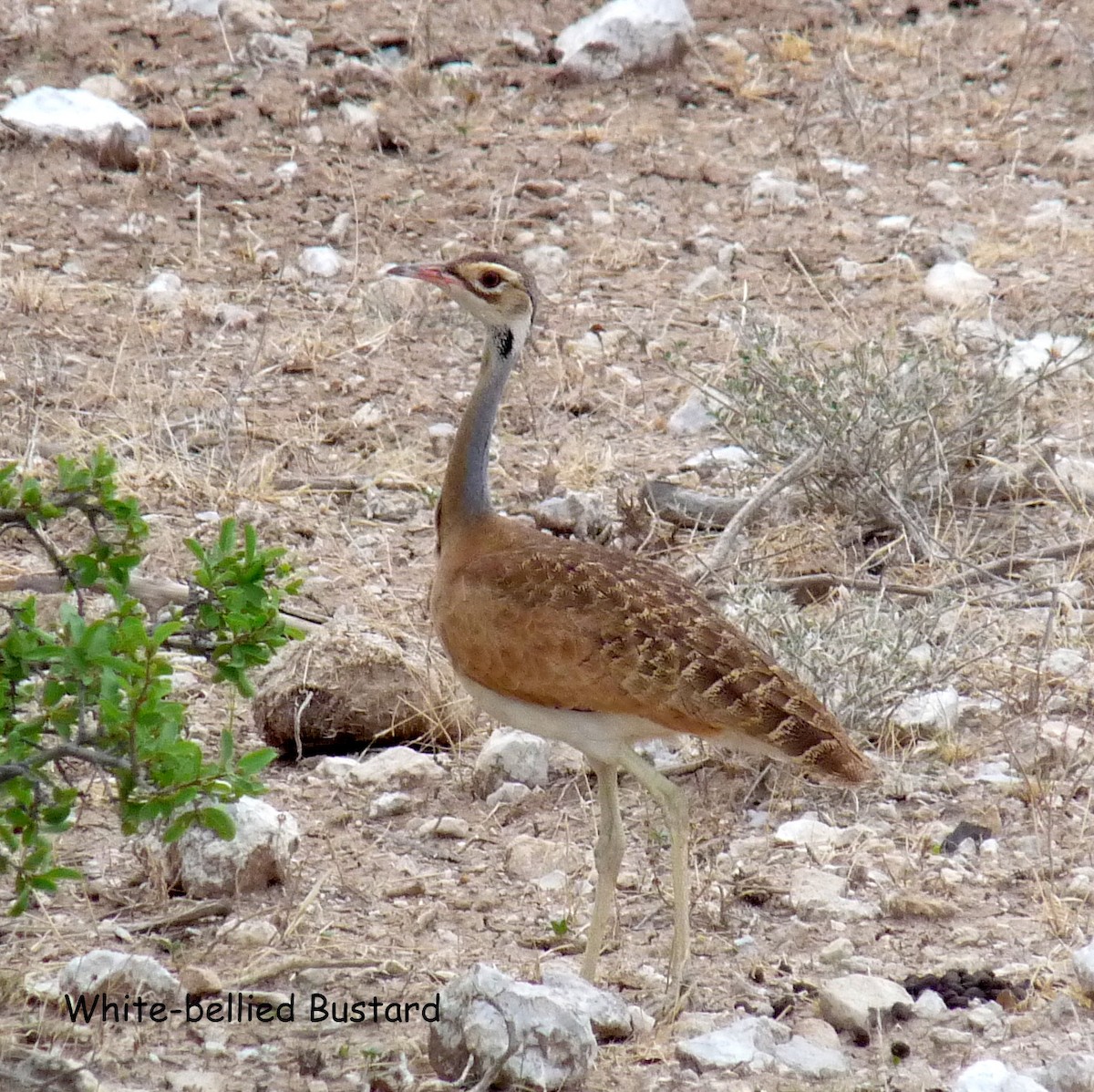 White-bellied Bustard (White-bellied) - Bob Curry