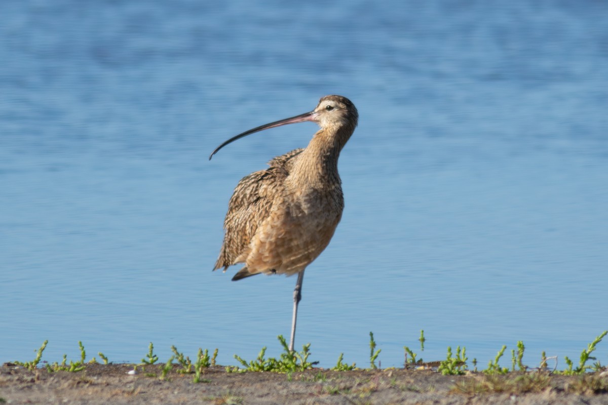 Long-billed Curlew - ML614690416