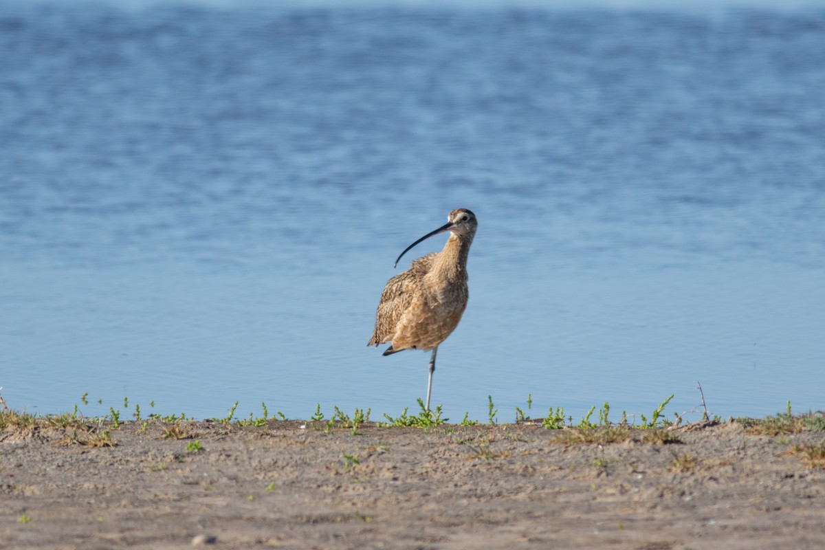 Long-billed Curlew - ML614690417