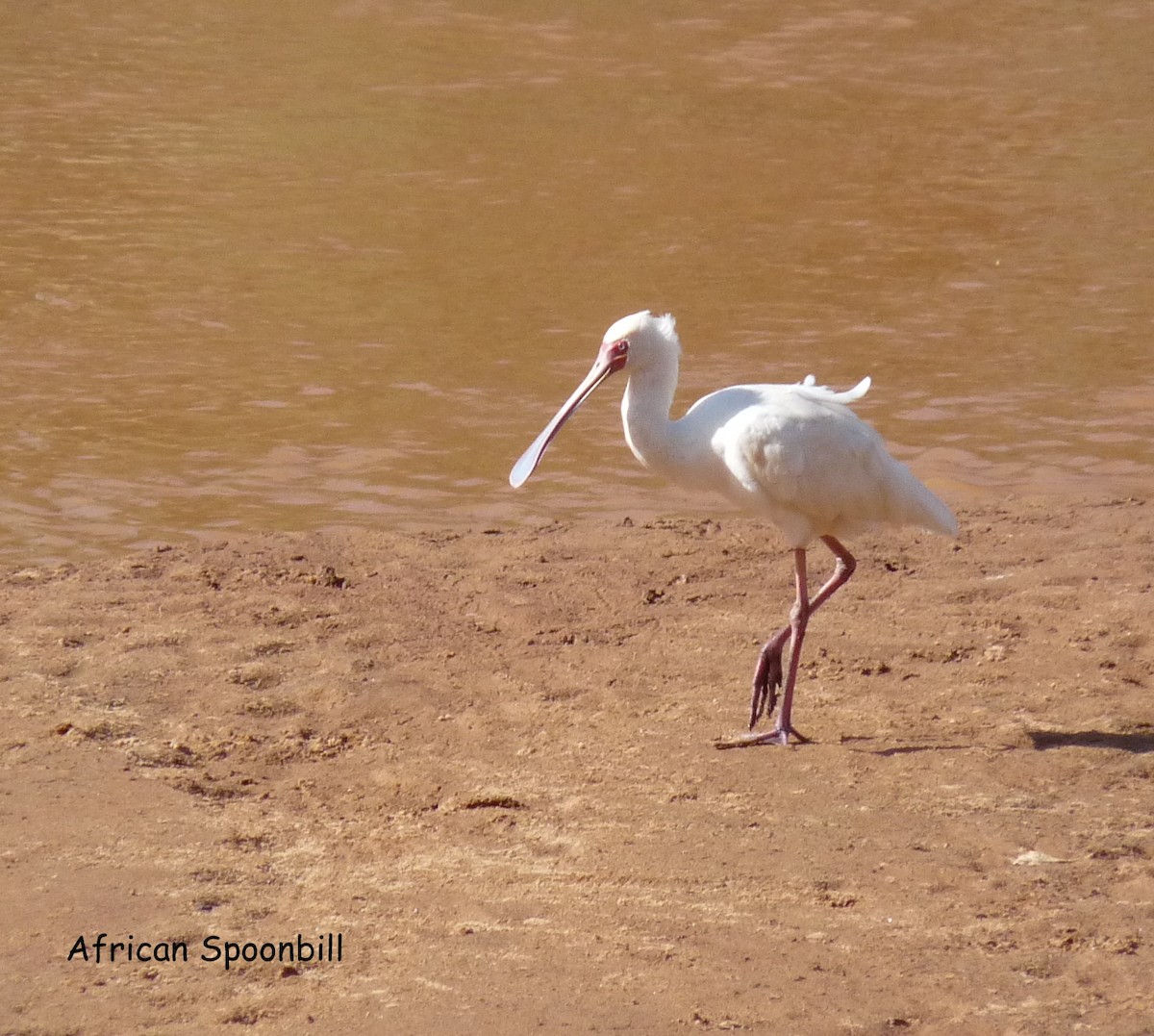 African Spoonbill - Bob Curry