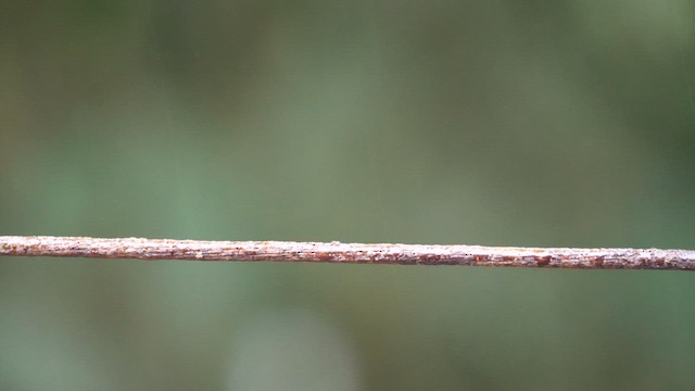 kolibřík hyacintový - ML614690643