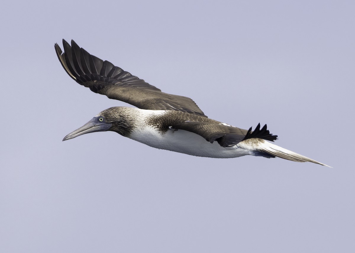 Blue-footed Booby - ML614690706