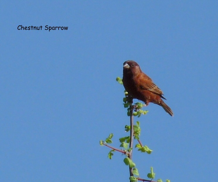 Chestnut Sparrow - ML614690795