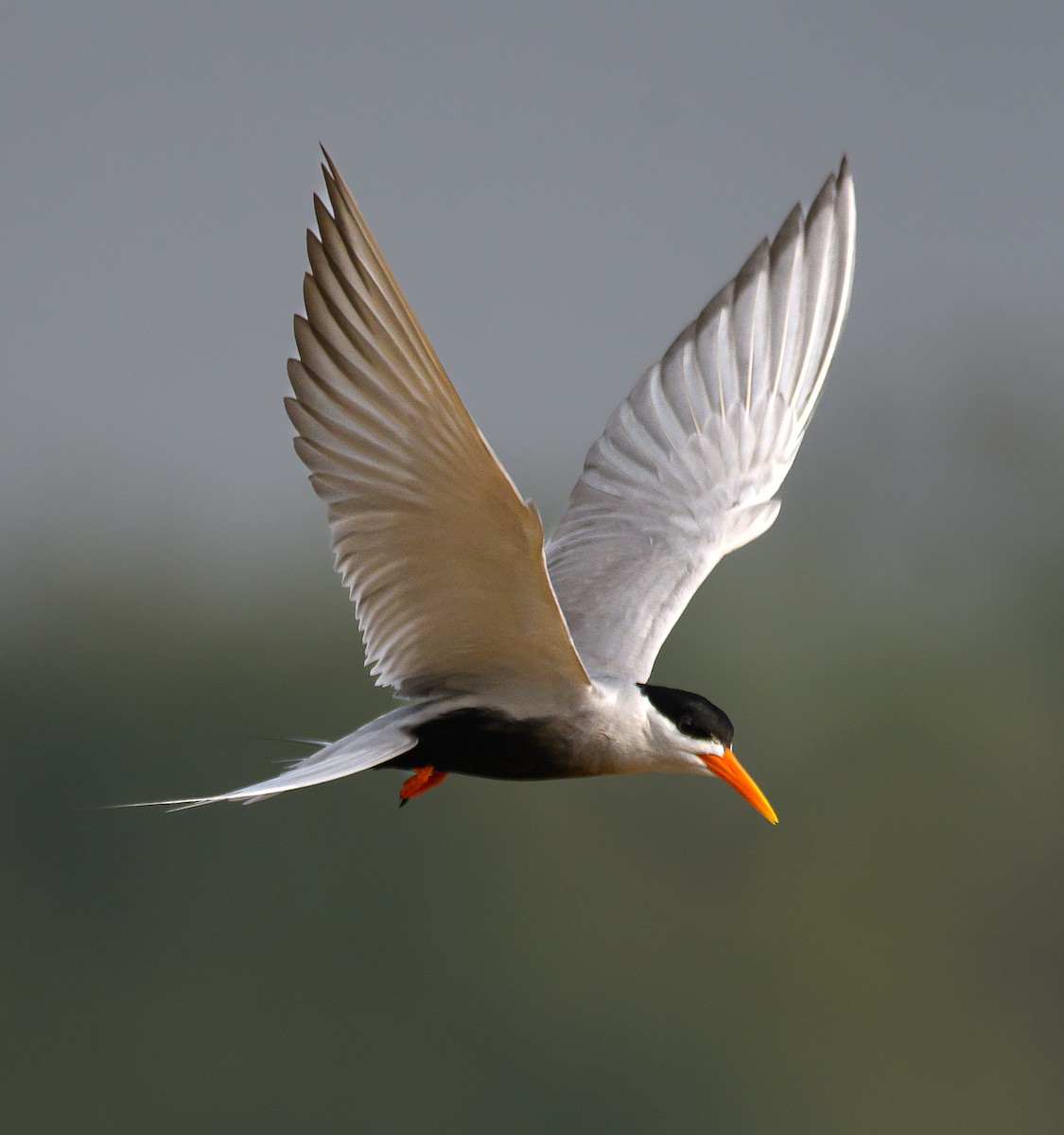 Black-bellied Tern - Srinivas Mallela