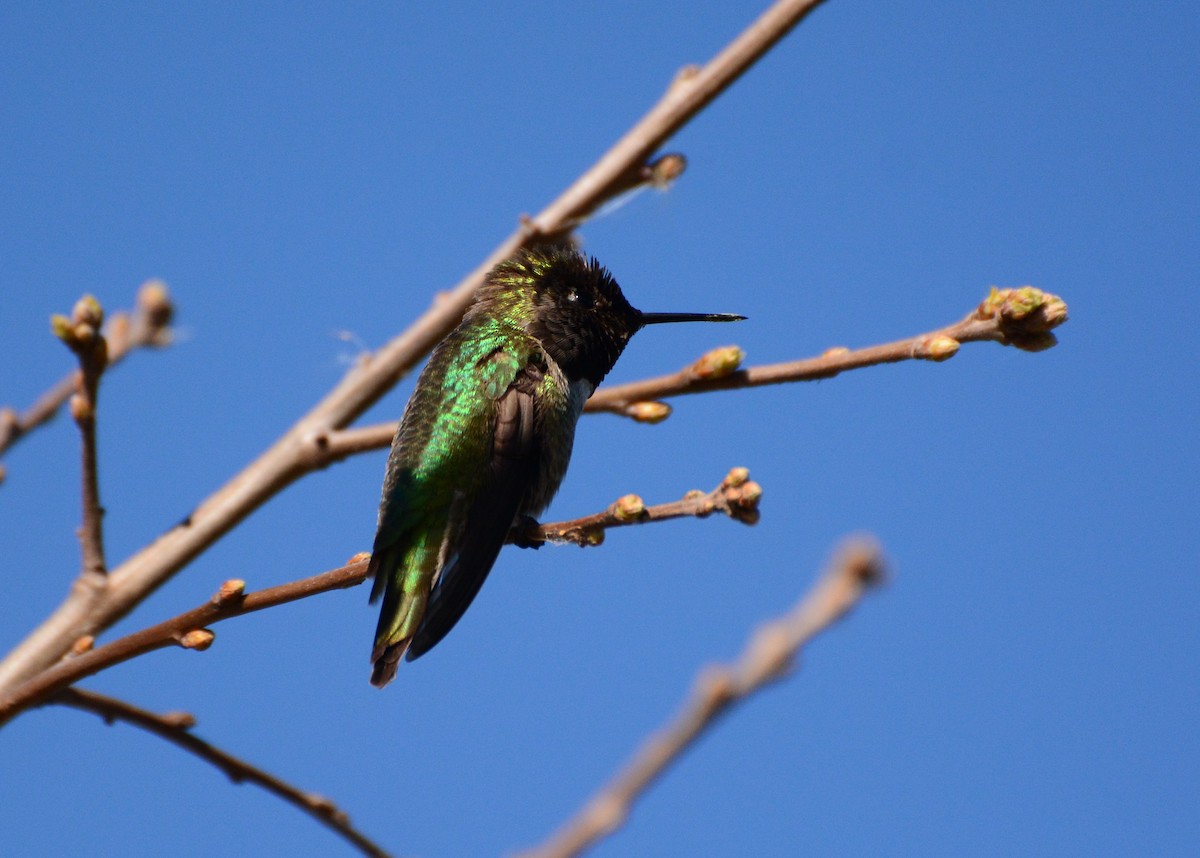 Anna's Hummingbird - ML614690815