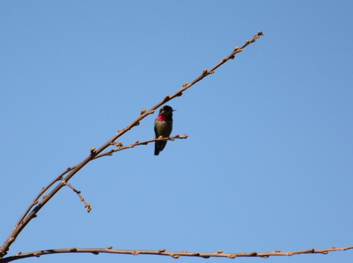 Anna's Hummingbird - ML614690818
