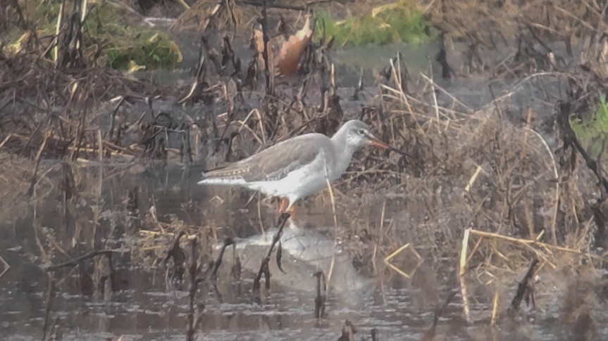 Spotted Redshank - ML614690824