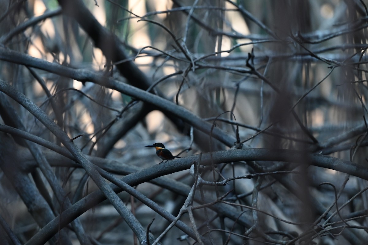 American Pygmy Kingfisher - ML614690846