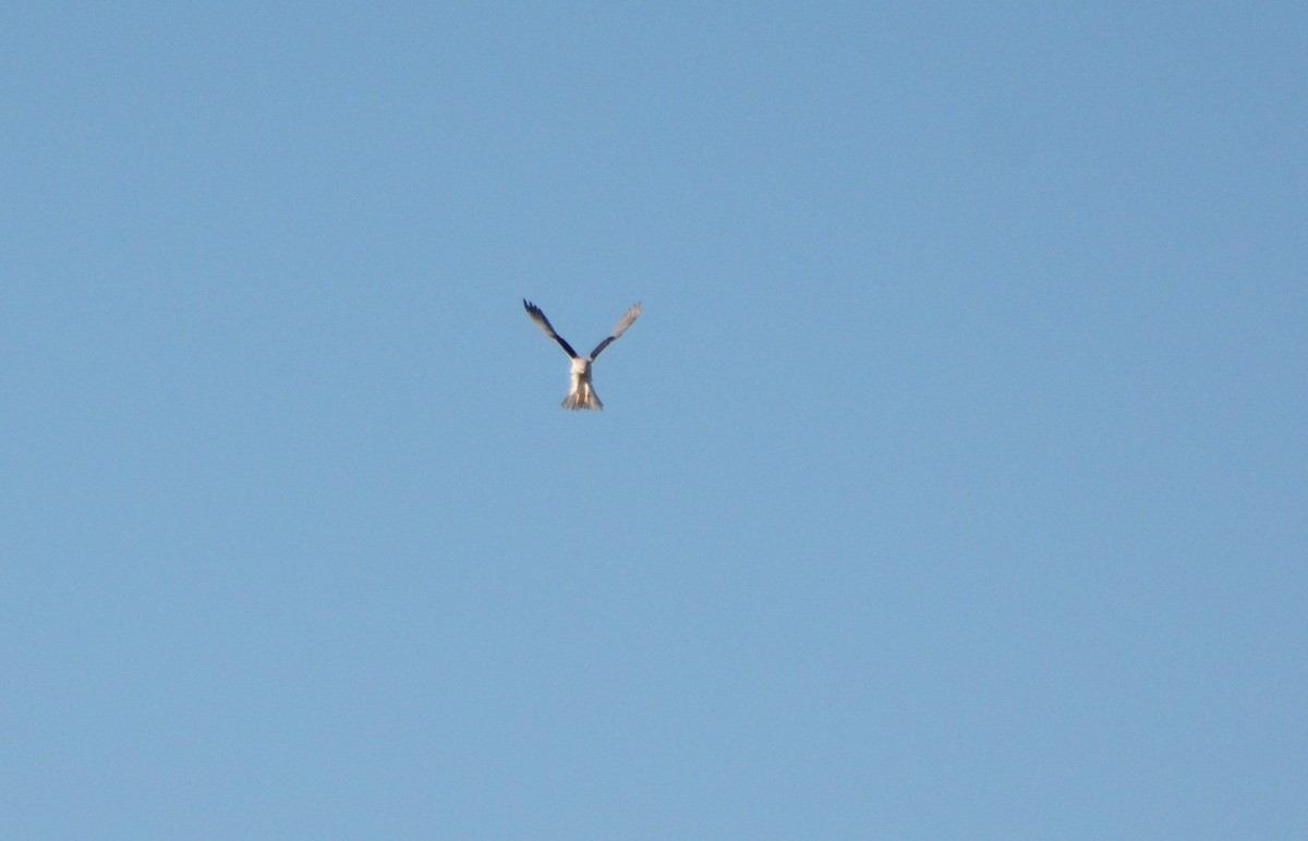 White-tailed Kite - ML614690849