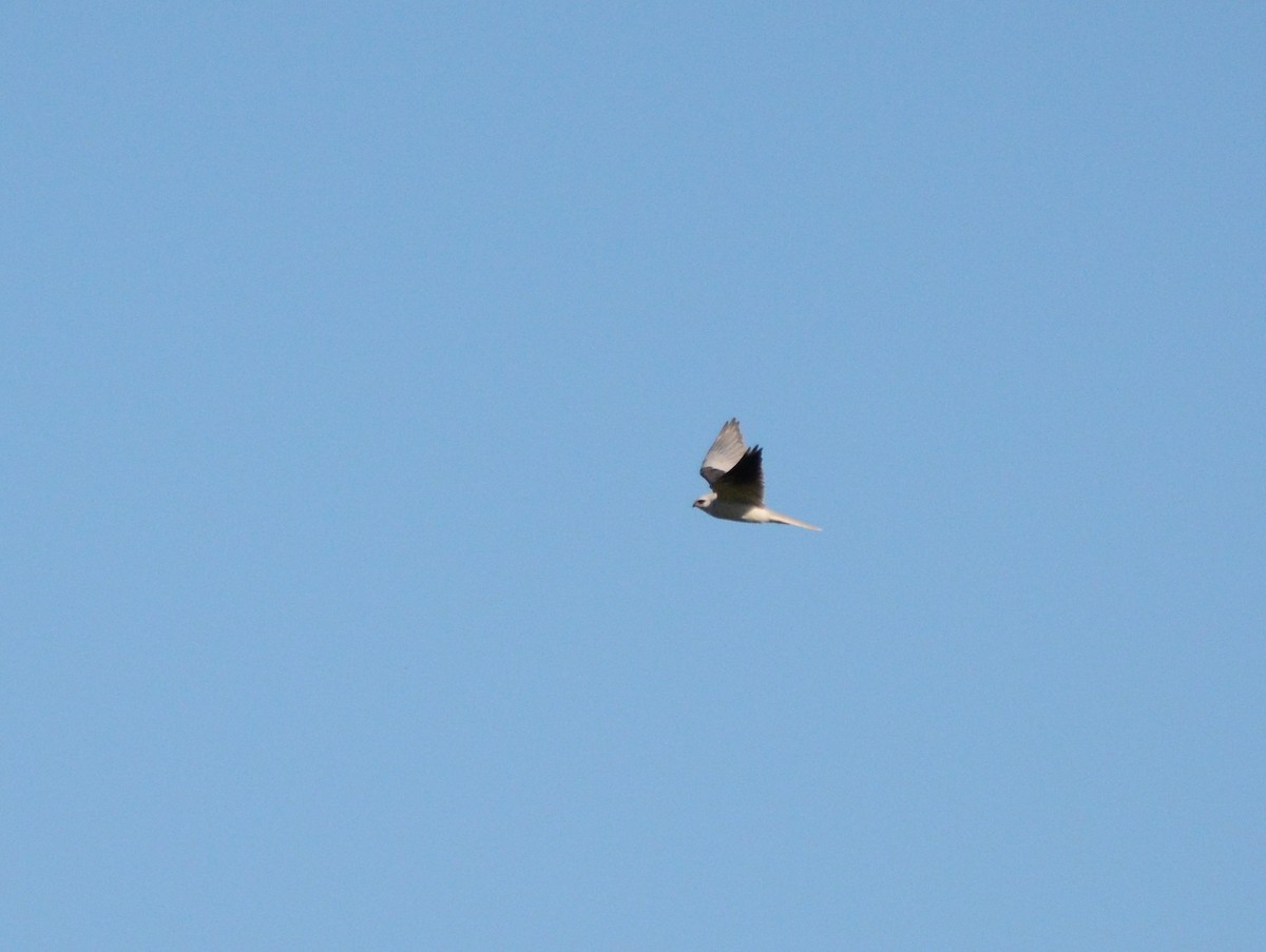 White-tailed Kite - ML614690850