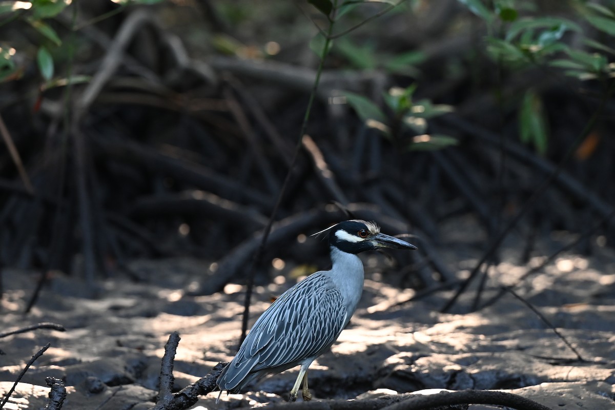 Yellow-crowned Night Heron - Andrea Trigueros