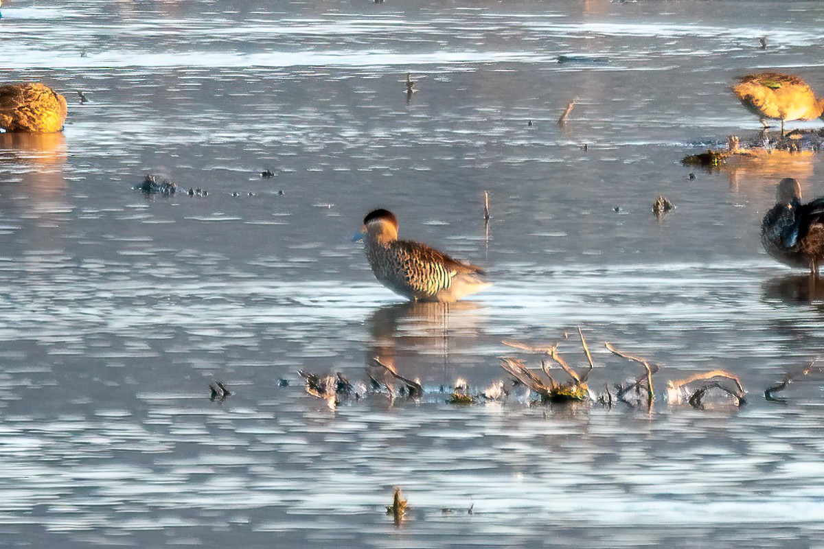 Silver Teal - Anonymous
