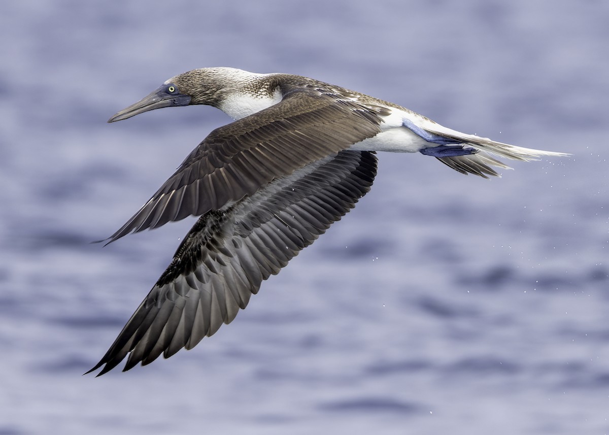 Blue-footed Booby - ML614690942