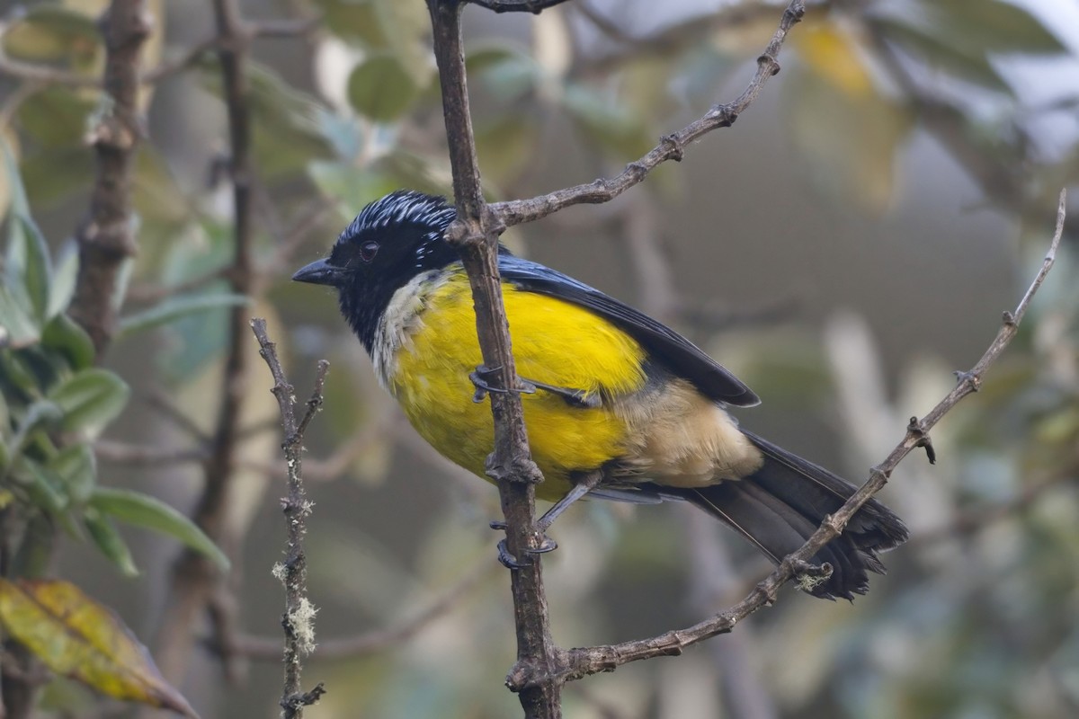 Buff-breasted Mountain Tanager - ML614691157