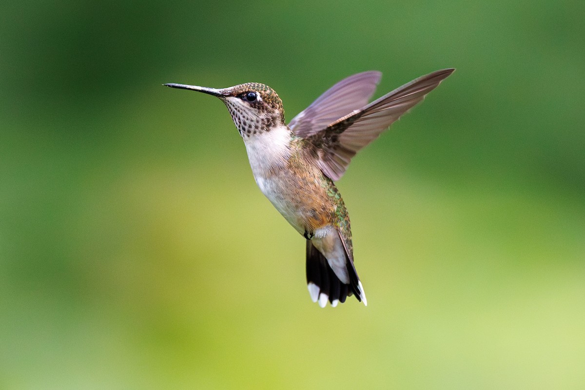Ruby-throated Hummingbird - Chris Kennelly