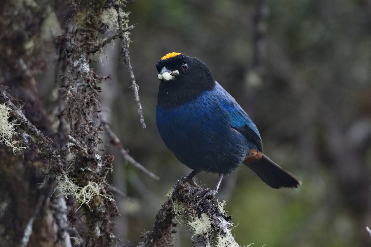 Golden-crowned Tanager - ML614691263