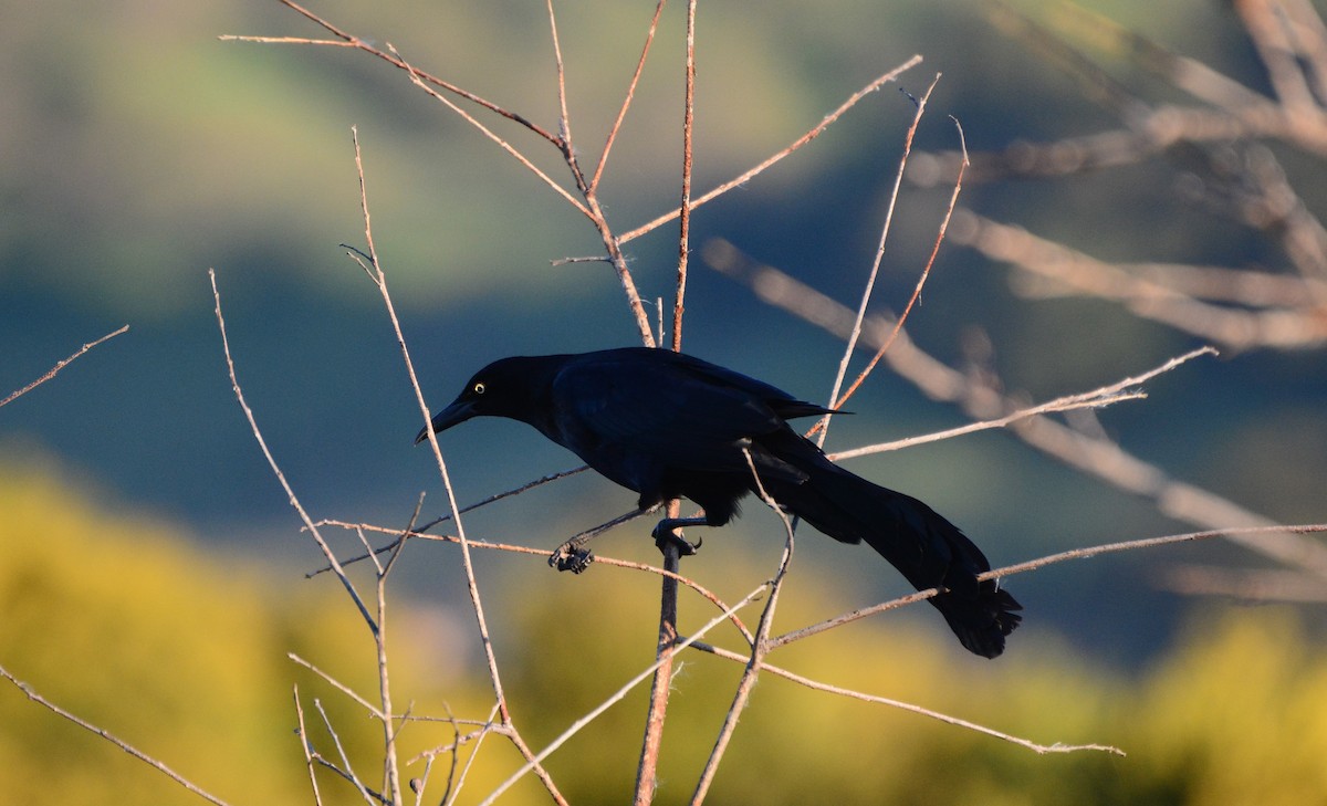 Great-tailed Grackle - ML614691368