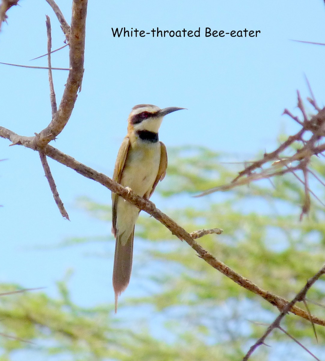 White-throated Bee-eater - ML614691404
