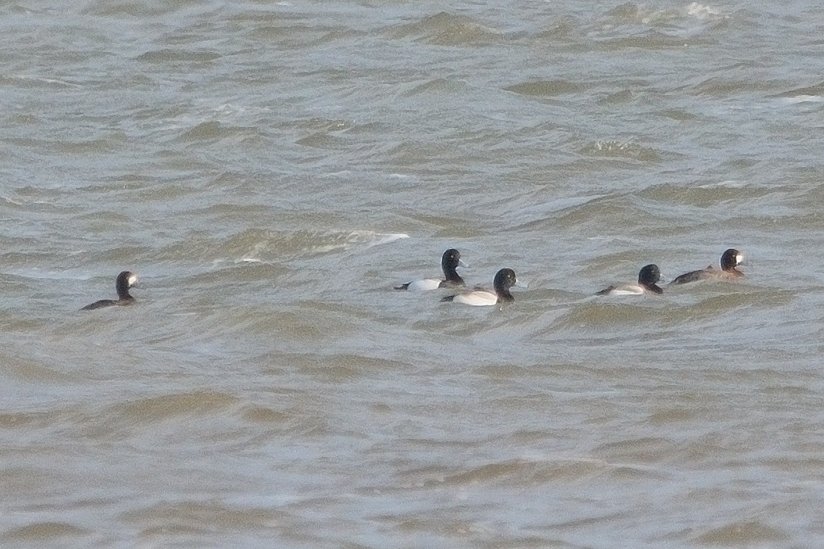 Greater Scaup - ML614691455