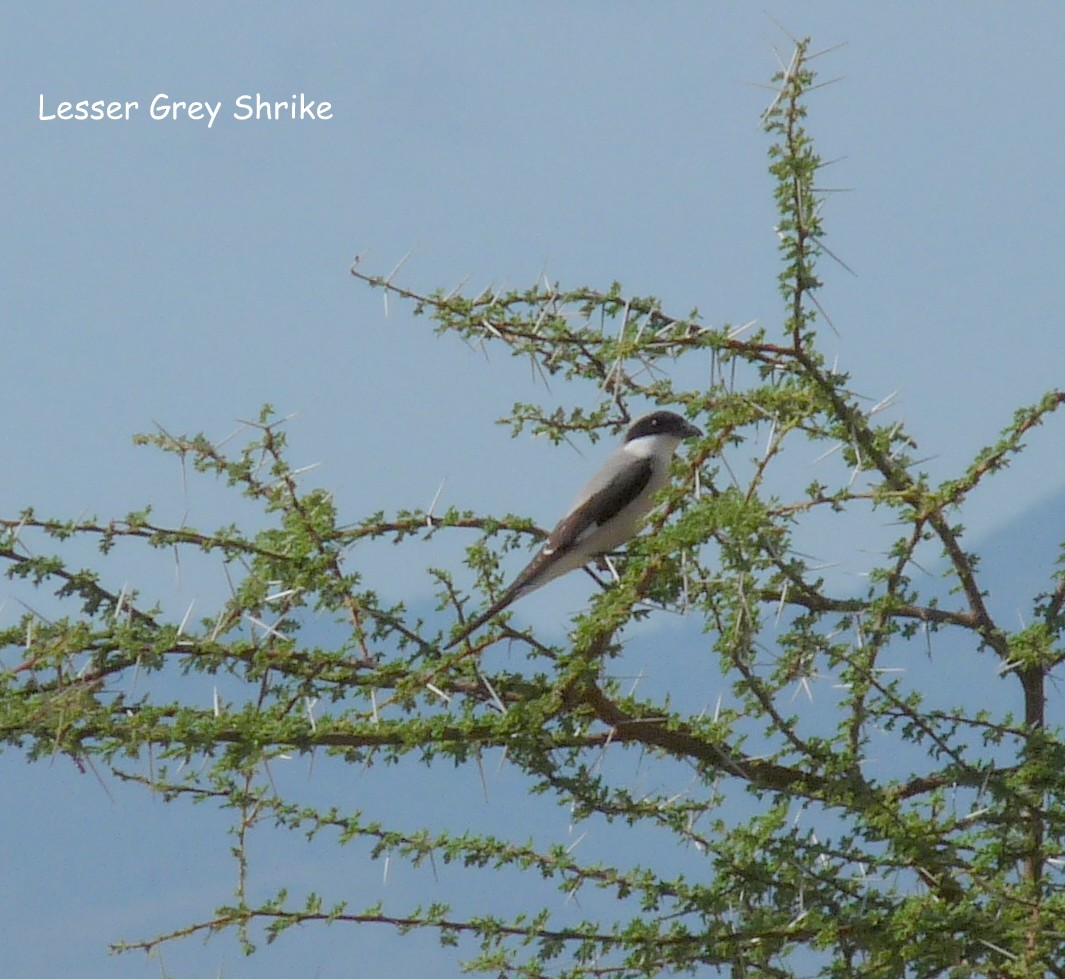 Lesser Gray Shrike - ML614691502