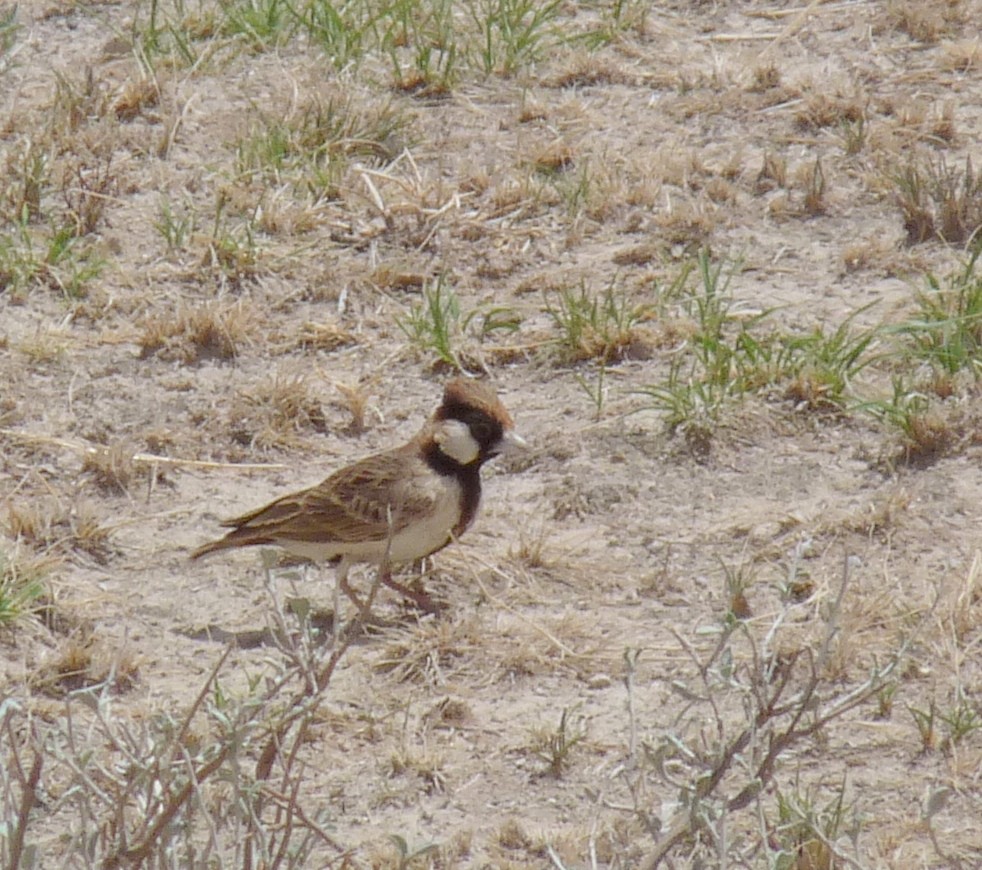 Fischer's Sparrow-Lark - ML614691575