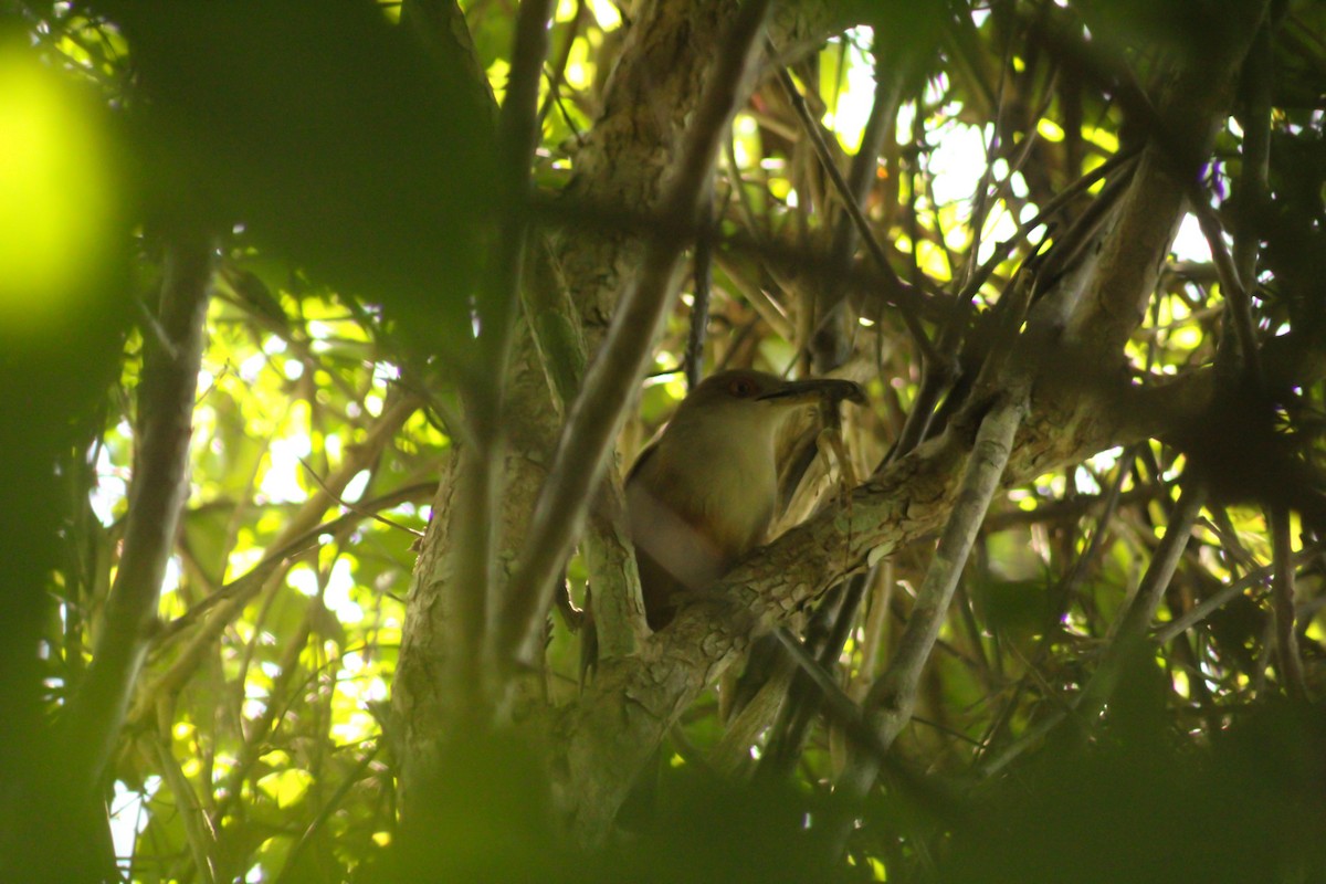Puerto Rican Lizard-Cuckoo - ML614691595