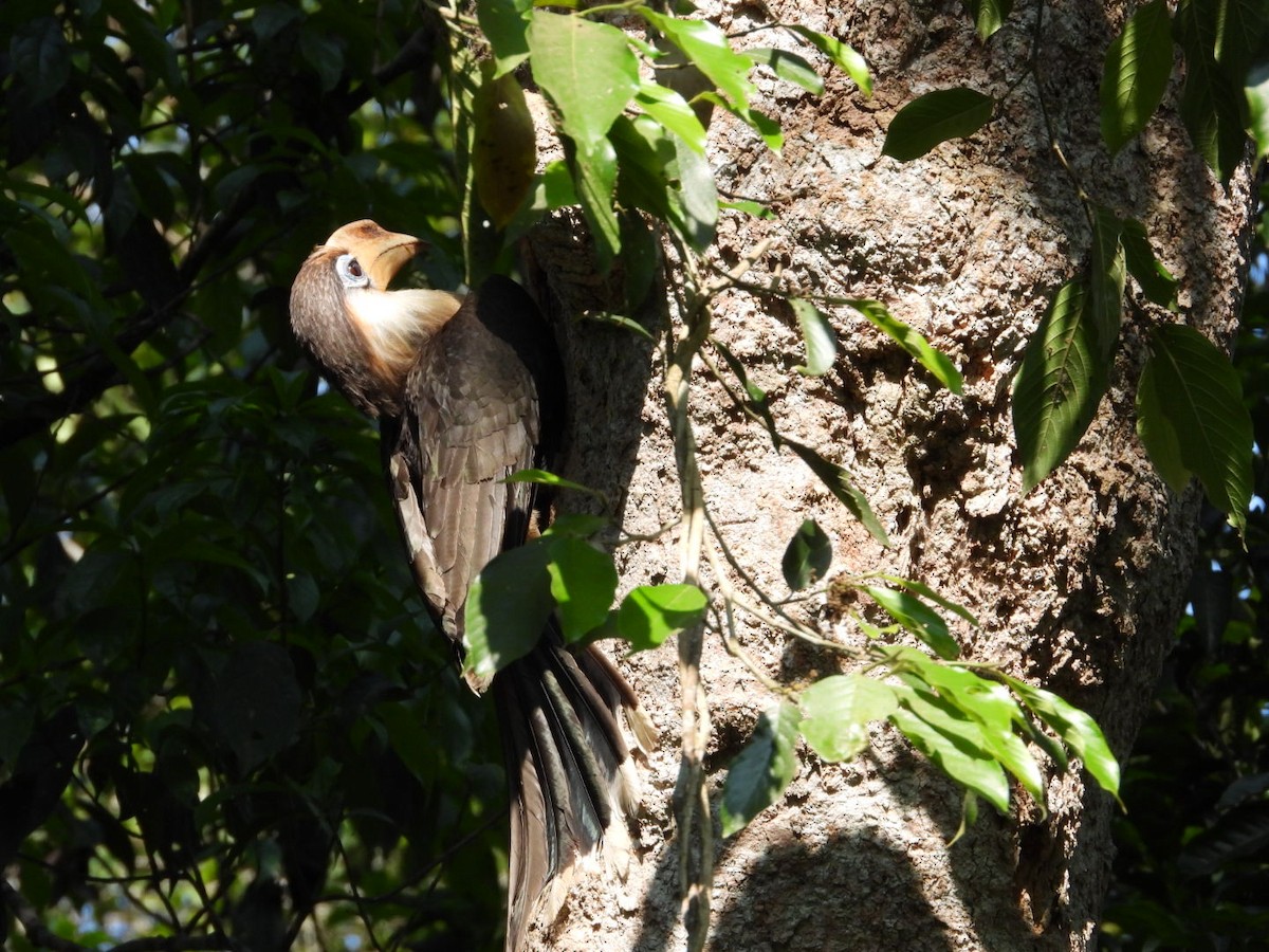 Brown Hornbill - Jukree Sisonmak