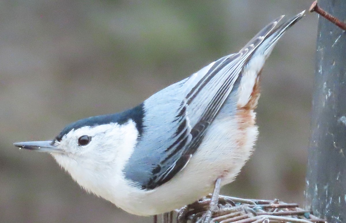 White-breasted Nuthatch - ML614691837