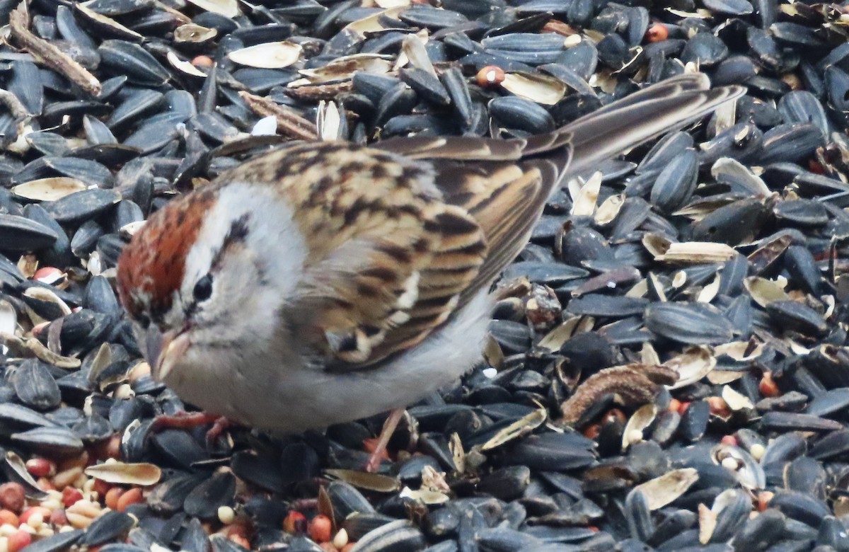 Chipping Sparrow - ML614692142
