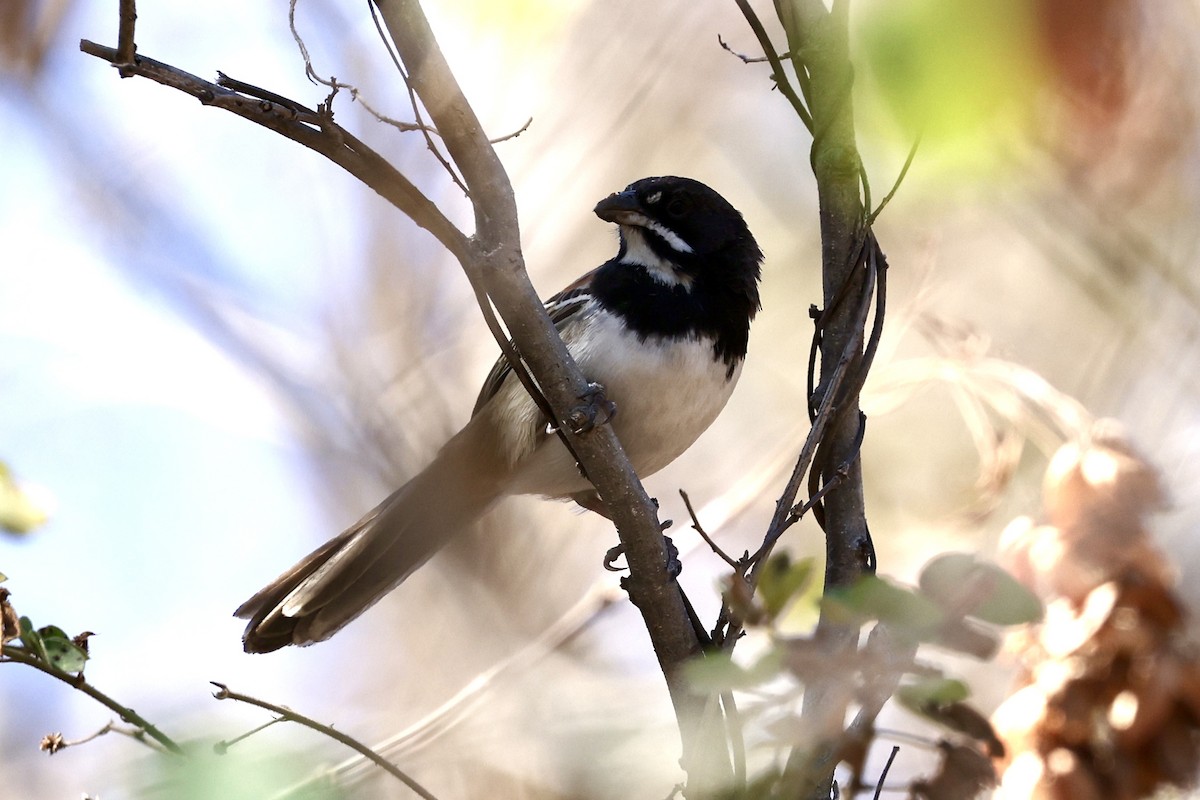 Black-chested Sparrow - Juan martinez