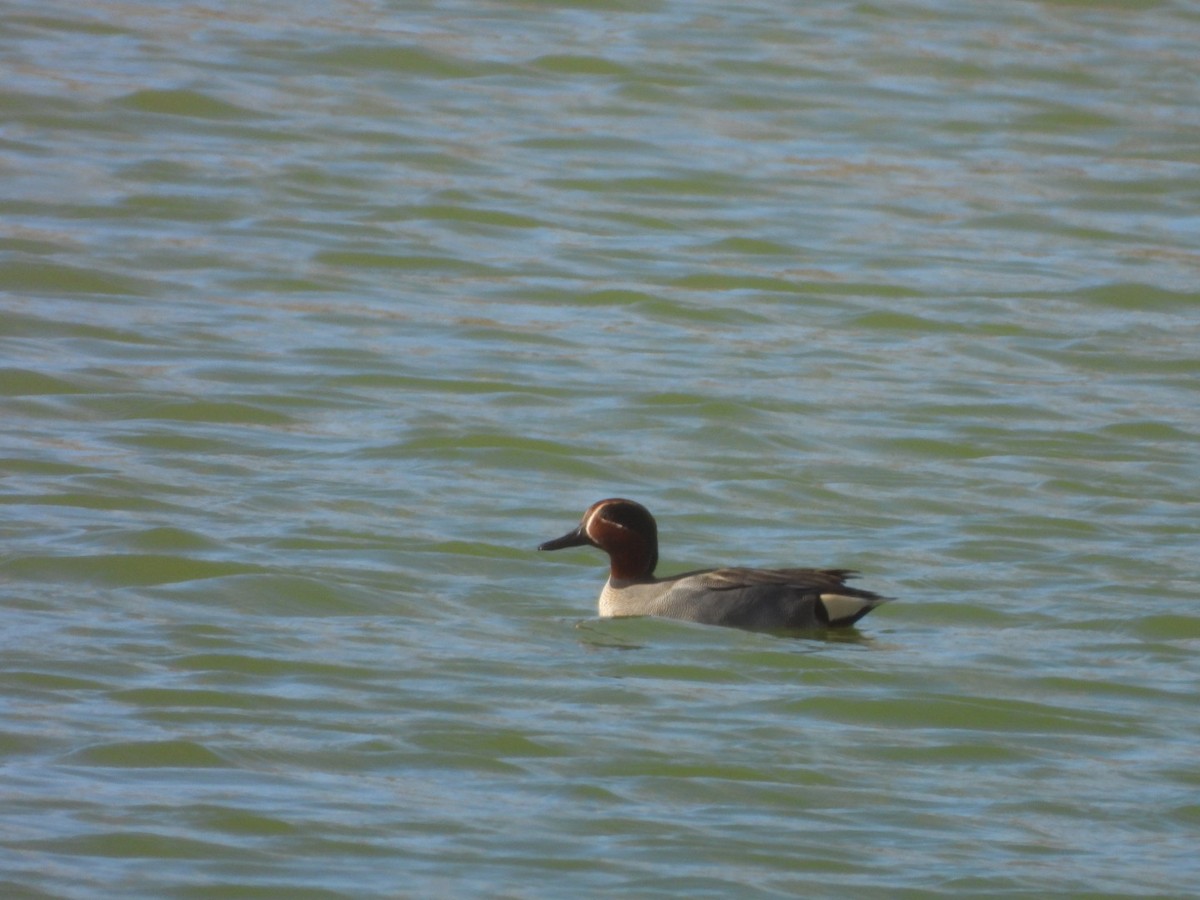 Green-winged Teal - ML614692276