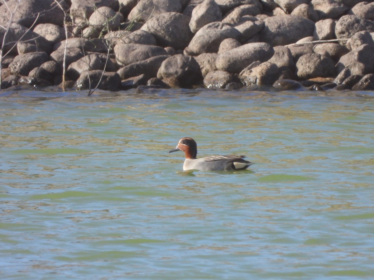 Green-winged Teal - ML614692278