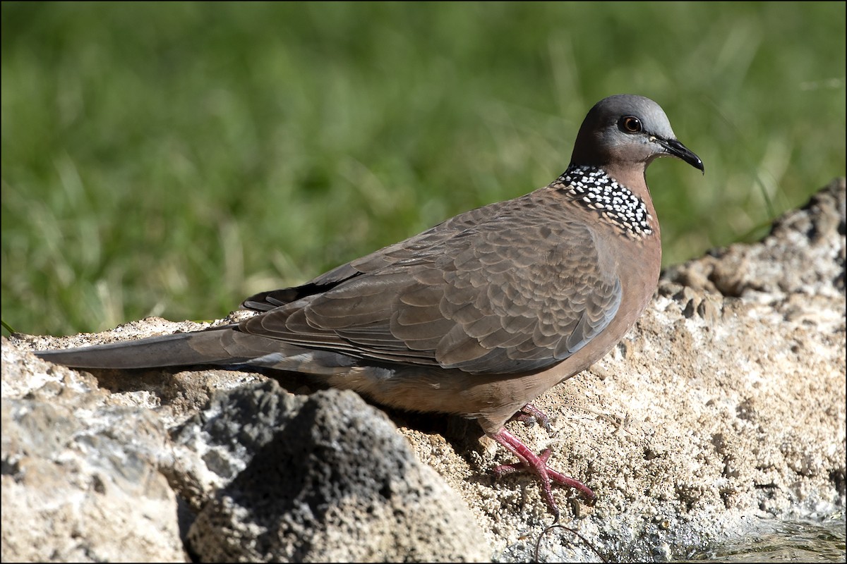 Spotted Dove - ML614692330