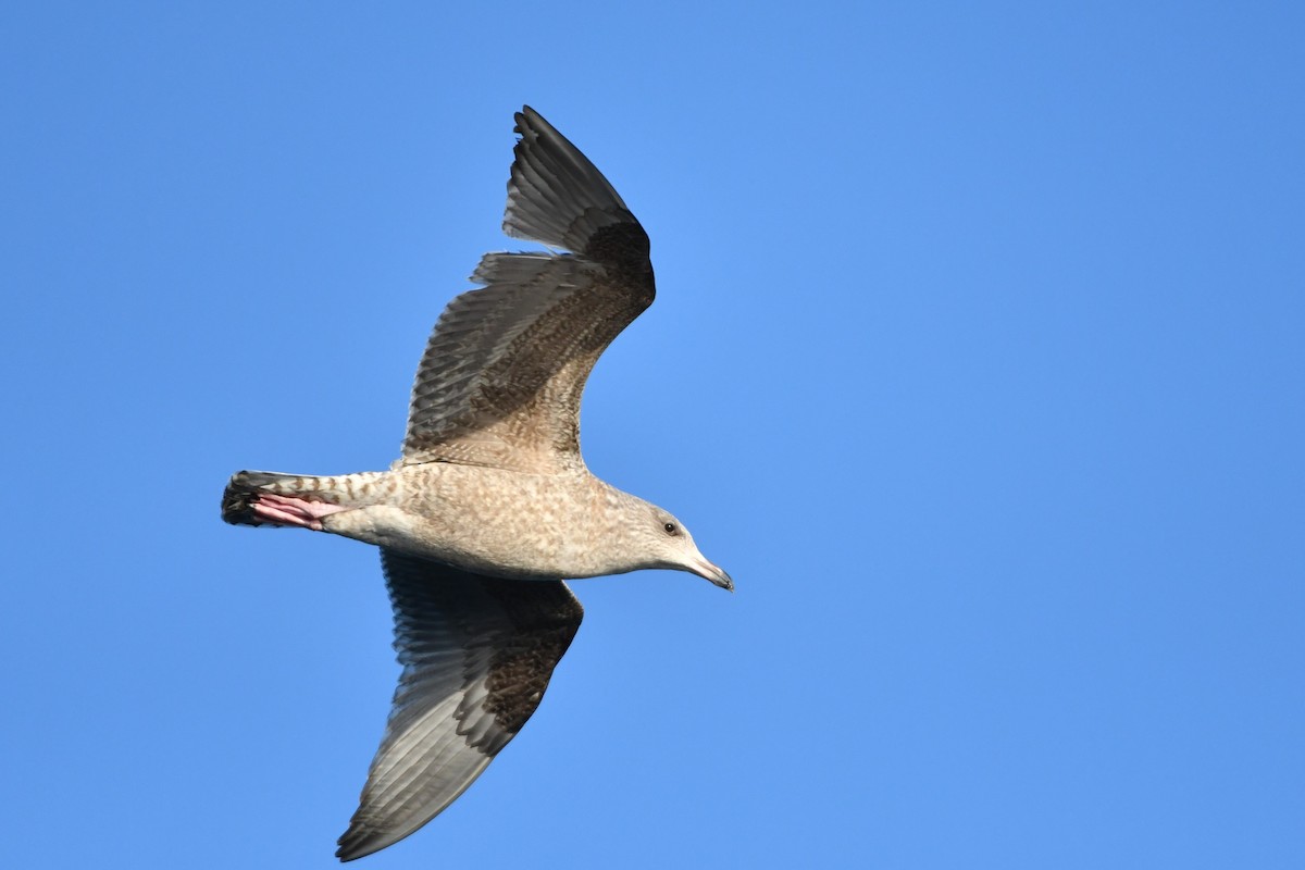 Herring Gull - Brett Sandercock