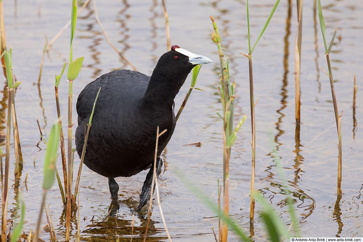Red-knobbed Coot - ML614692790